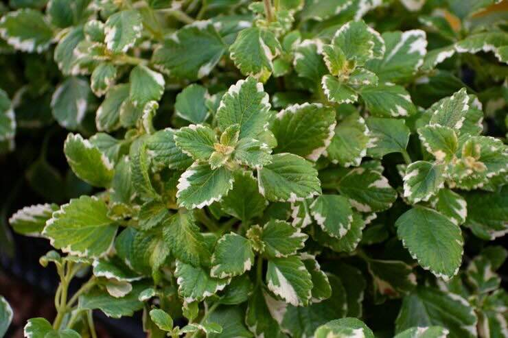 Pianta con foglioline verdi dal nome Plectranthus coleoides