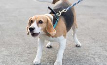 Beagle abbaia durante la passeggiata