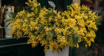 Le mimose si seccano velocemente? Il trucco del fioraio per farle restare morbide